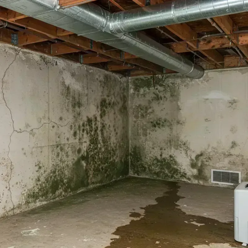 Professional Mold Removal in Elberton, GA